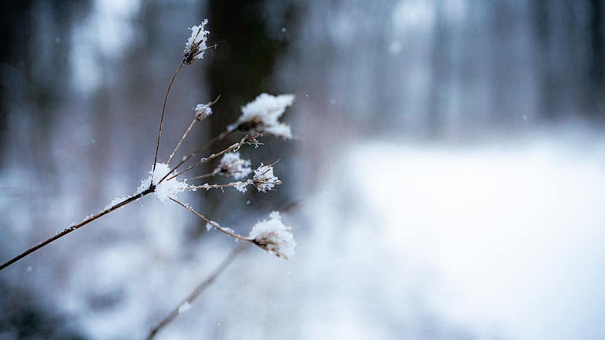 Tree, Plant, Resin, Snow, Snowy, Cold, Forest