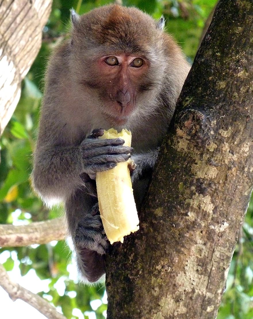 macaco, mono, primate, fauna silvestre, fotografía de animales, animal
