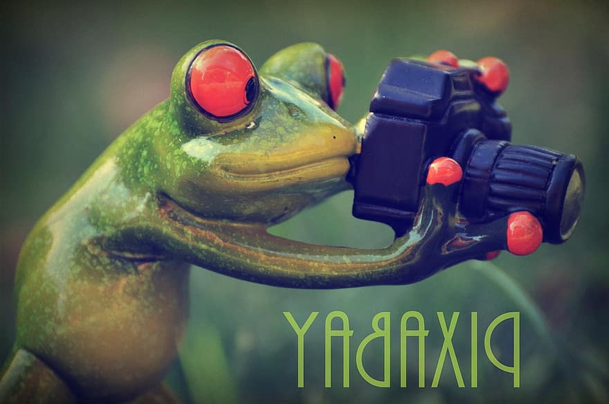 pixabay, фотограф, лягушка, смешной, зеленый, животное, мир животных, веселье, камера
