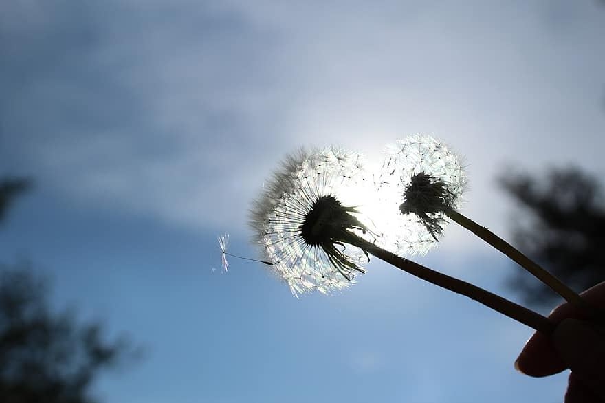 Dandelion, Flowers, Seeds, Sky, Sunlight, Seed Heads, Blowballs, Fluffy, Pointed Flowers, Plant, Nature