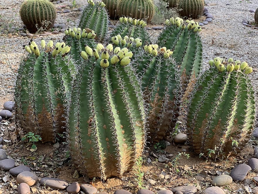 echinocactus grusonii, Gouden Vat Cactussen, cactussen, Kroenleinia Grusonii