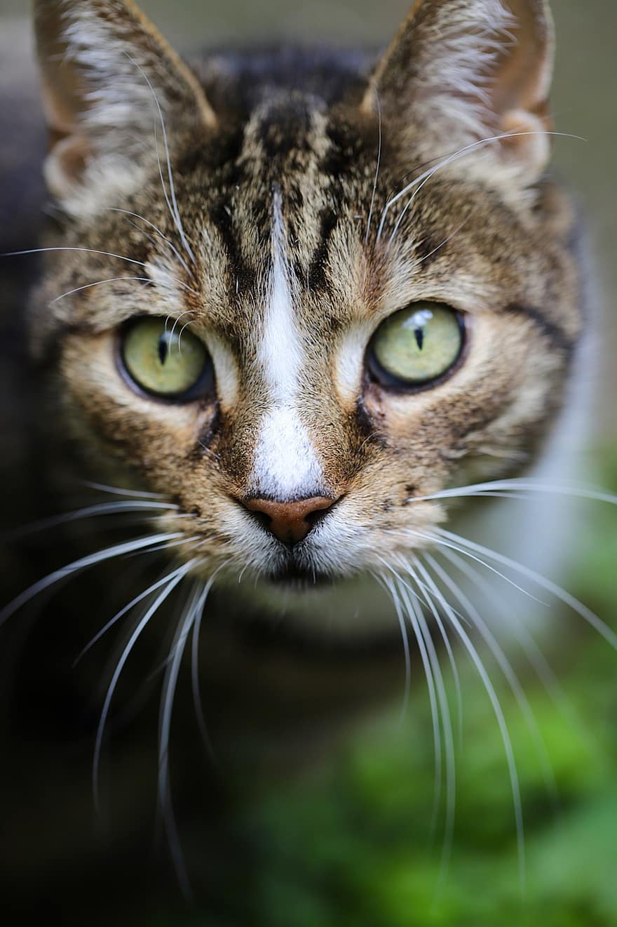 kat, katte øjne, kat ansigt, europæisk korthår, whiskers, makrel, indenlandske kat, husdyr, kæledyr, feline, nuttet