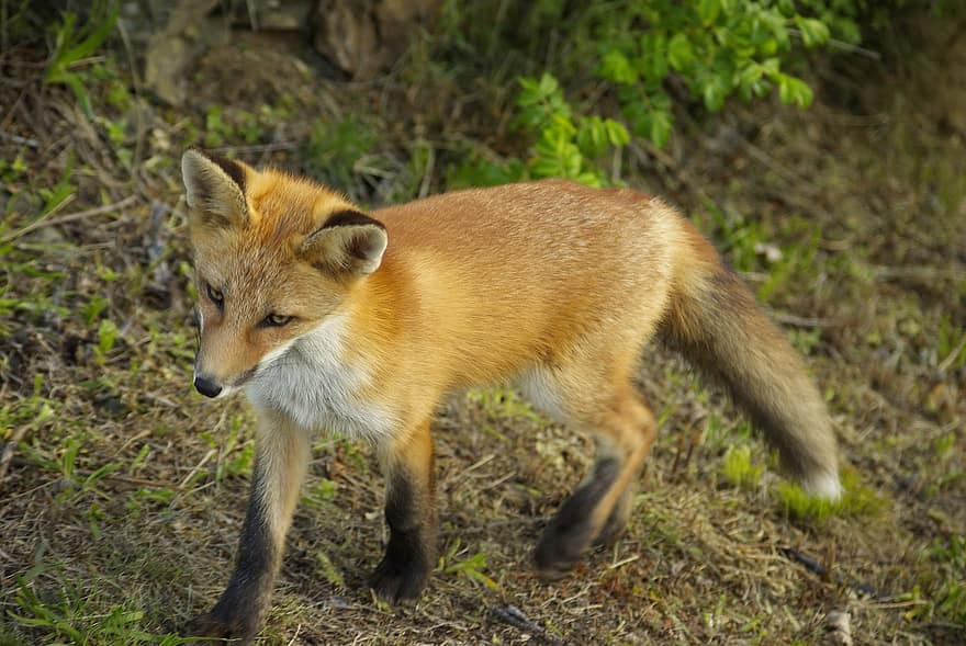 Animal, Fox, Mammal, Species, Fauna, Wildlife, Canine, Carnivore, animals in the wild, red fox, cute
