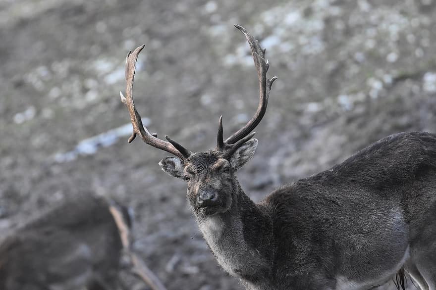 Deer, Wildlife, Forest, Zoo, horned, animals in the wild, stag, winter, snow, fur, animal head