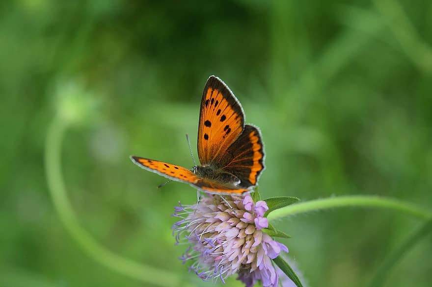 grande cobre, borboleta, inseto, flor, asas, plantar, jardim, verão, natureza, fechar-se, multi colorido