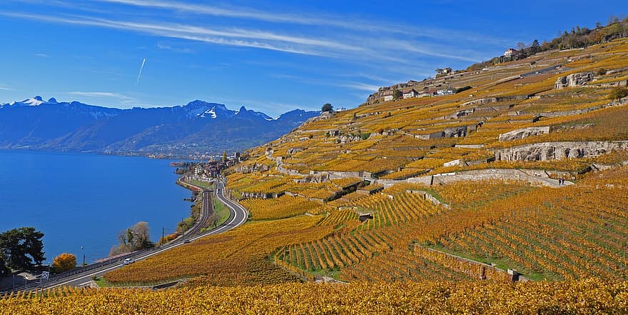 Vineyard, Nature, Countryside, Rural, Outdoors, Lavaux, Vines