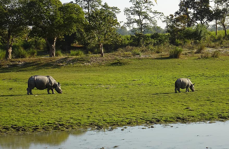 носорог, один рога, животное, дикий, живая природа, находящихся под угрозой исчезновения, Национальный парк, святилище, ассам, ферма, сельская сцена