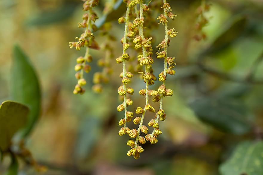 caesalpinia, μπουμπούκια ανθέων, άνθη, φύση, γκρο πλαν, φυτό, φύλλο, πράσινο χρώμα, κλαδί, καλοκαίρι, κίτρινος