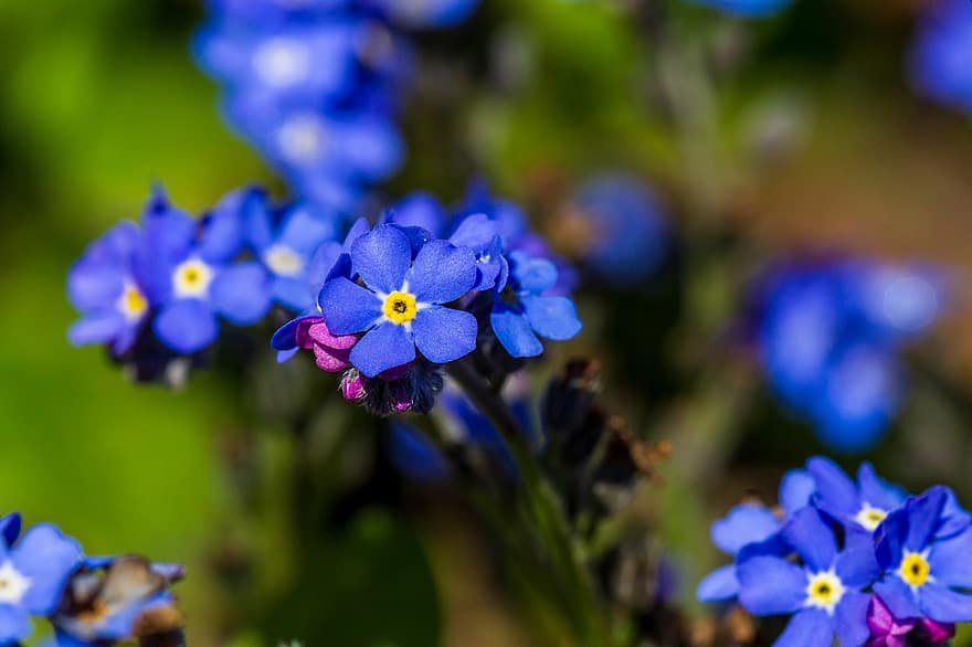 ikke glem meg, blå blomster, blomster, blomstre, blomst, flora, natur, vår, hage, anlegg, nærbilde