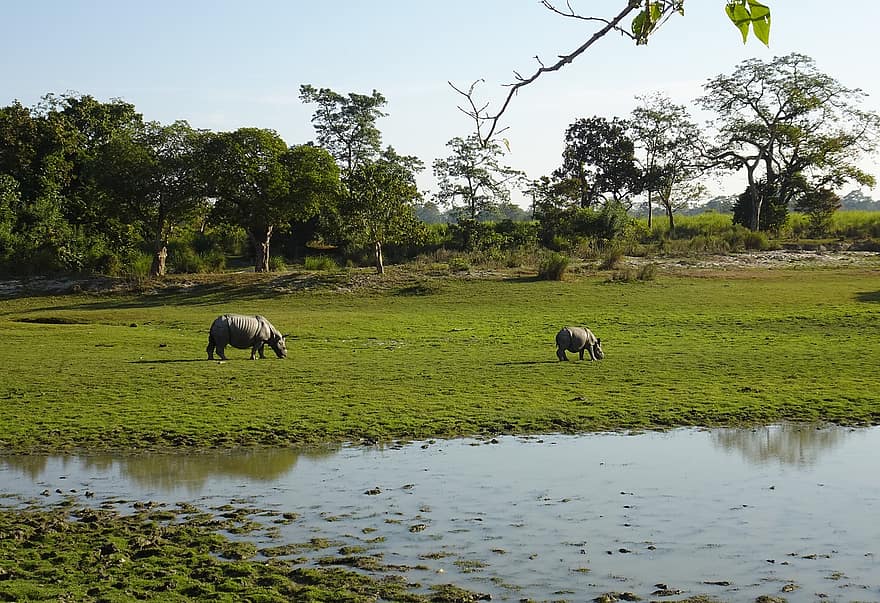 næsehorn, one-hornede, dyr, vild, dyreliv, truede, unicornis, Kaziranga, Nationalpark, fristed, Assam
