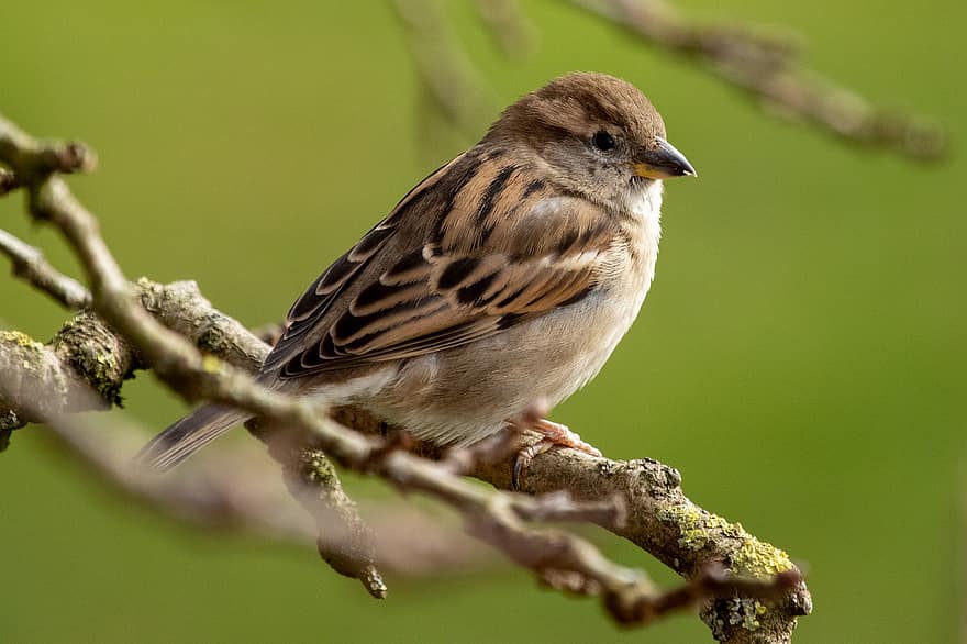 House Sparrow, Bird, Branches, Sparrow, Feathers, Plumage, Avian, Ornithology, Perched, Perched Bird, Ave