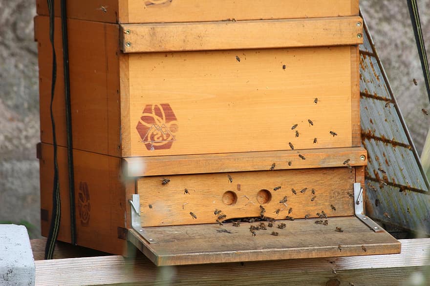 улей, пчелы, медоносные пчелы, насекомые, пчелиный ящик, мед, производство меда, пасека