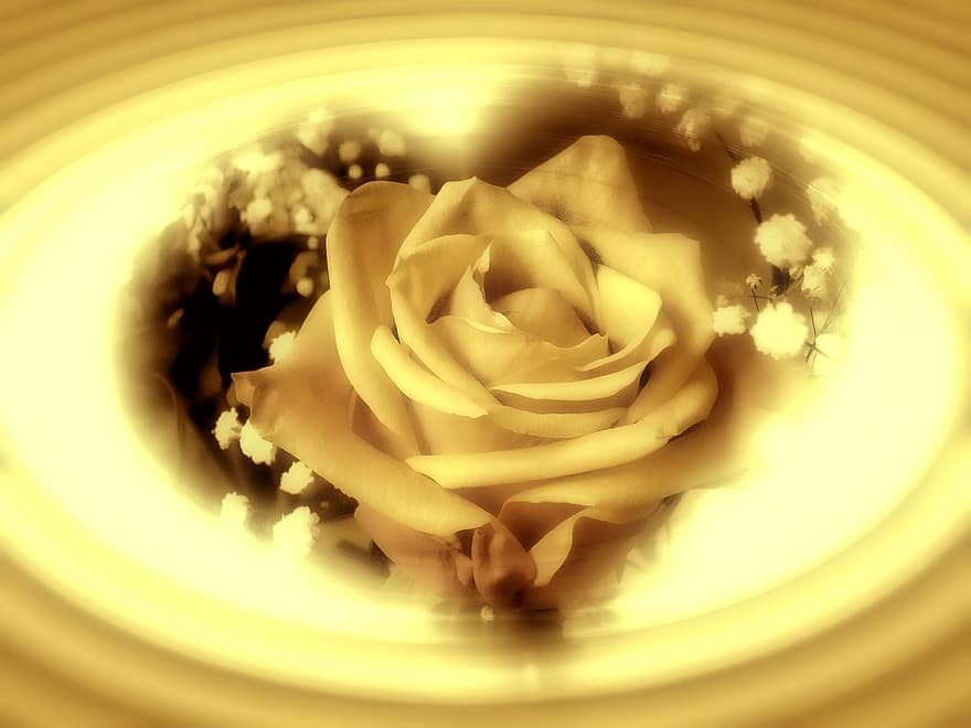 Rose, fleur, cœur, forme de coeur, forme, vague, ombre