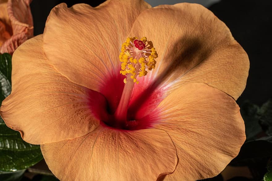 hibiscus, blomst, anlegg, hibiscus rosa-sinensis, hawaiisk blomst, hawaiiblomst, pollenbærere, pistil, petals, natur, nærbilde
