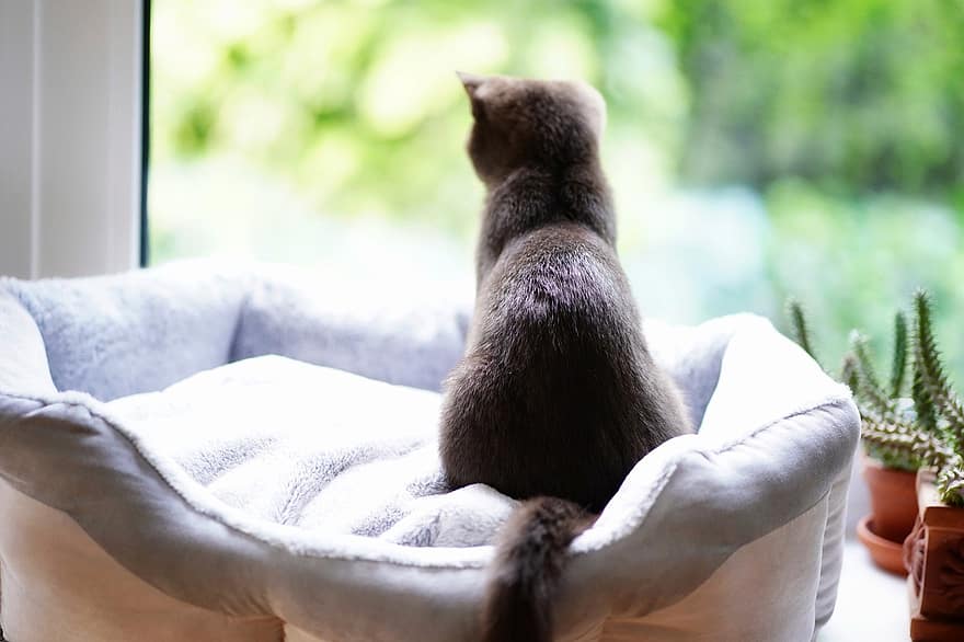 brittiläinen lyhytkarva, kissa, ikkuna, ikkunalaudalla, rento, utelias, lemmikki-, kotieläimenä, kodikas, söpö, kissanpentu
