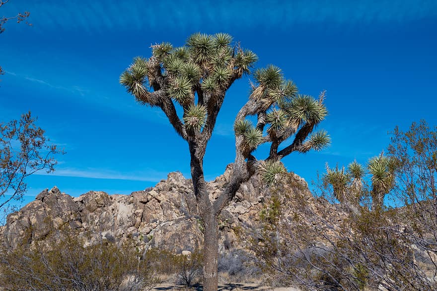 árvore, deserto, panorama, Califórnia, natureza, EUA, céu, seco, exterior, azul, parque
