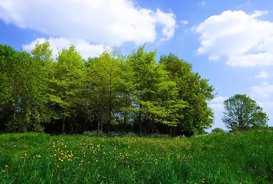 луг, деревья, трава, пейзаж, природа, на открытом воздухе, лес, ФЛАНДРИЯ, Бельгия, весна, лютики