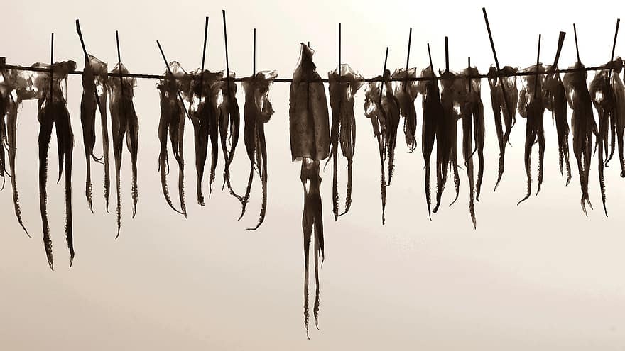 Dried Squid, Gyeongpo Beach, South Korea, Republic Of Korea, Gangneung, Nature, dry, food, seafood, fish, hanging