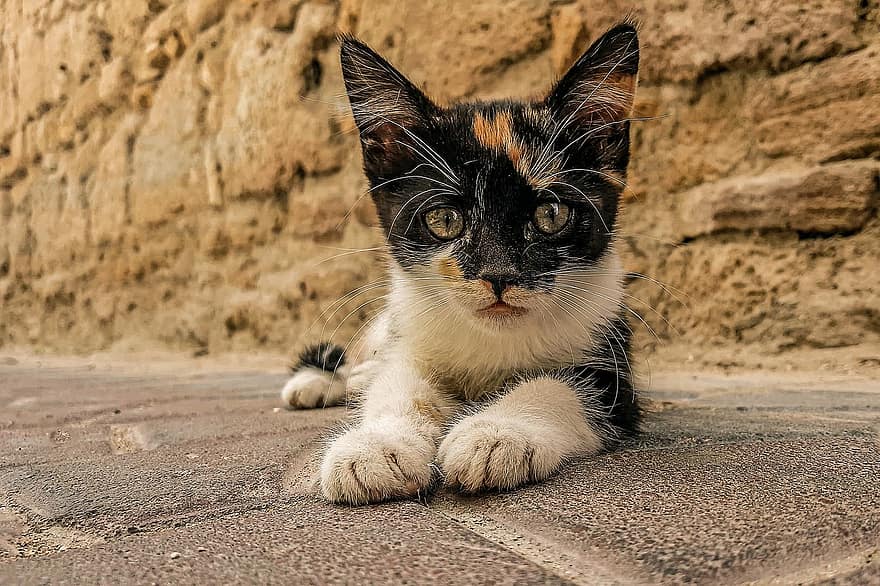 kedi yavrusu, üç renkli, Evcil Hayvan, sevimli, Meraklı, kedi, pisi, kedi portre, portre, memeli, hayvan