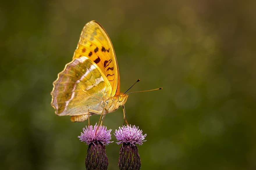 Butterfly, Insect, Thistle, Pallas Fritillary, Fritillary, Animal, Flowers, Bloom, Blossom, Flowering Plant, Ornamental Plant
