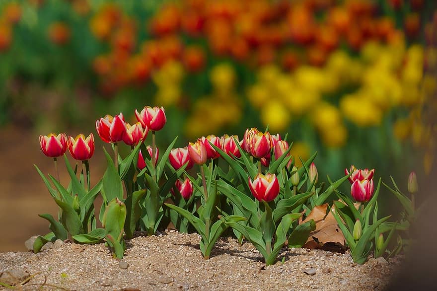 тюльпаны, цветы, весенние цветы, весна, сад, парк, Республика Корея, весенний пейзаж, пейзаж, тюльпан, цветок