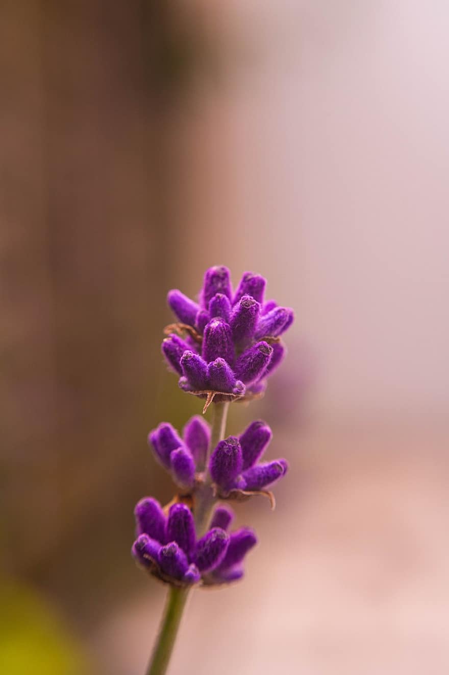 lavender, berkembang, bunga, taman, menanam, flora, ungu, alam, Perancis, provence, violet