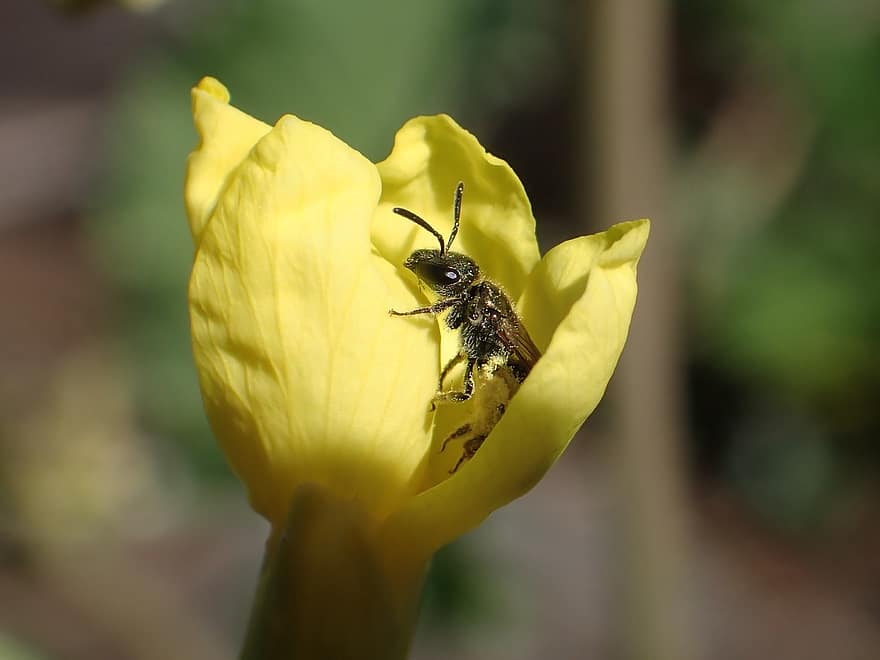 пчела, желтый цветок, опыление, ошибка, лазиоглоссум, дикая пчела, природа, крупный план, желтый, макрос, насекомое