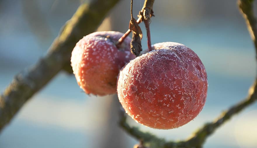 saldēti, augļi, rudenī, ābolu, auksts, ledus, decembrī, kritums zaļumiem, vēlu rudenī, ziemas mežs