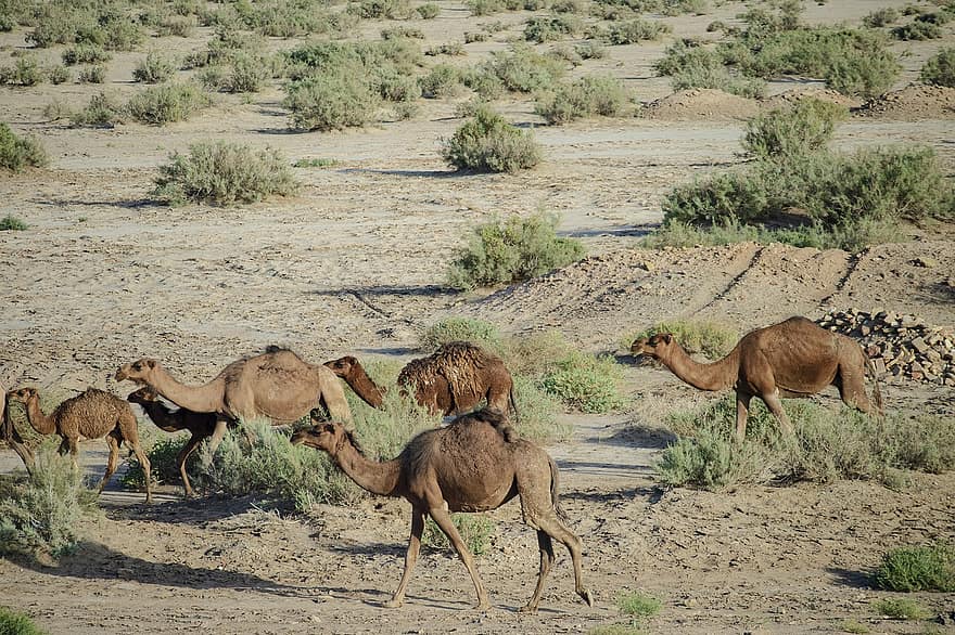 animal, chameau, désert, parc national de kavir, mammifère, espèce, Afrique, le sable, animaux à l'état sauvage, dromadaire chameau, sec