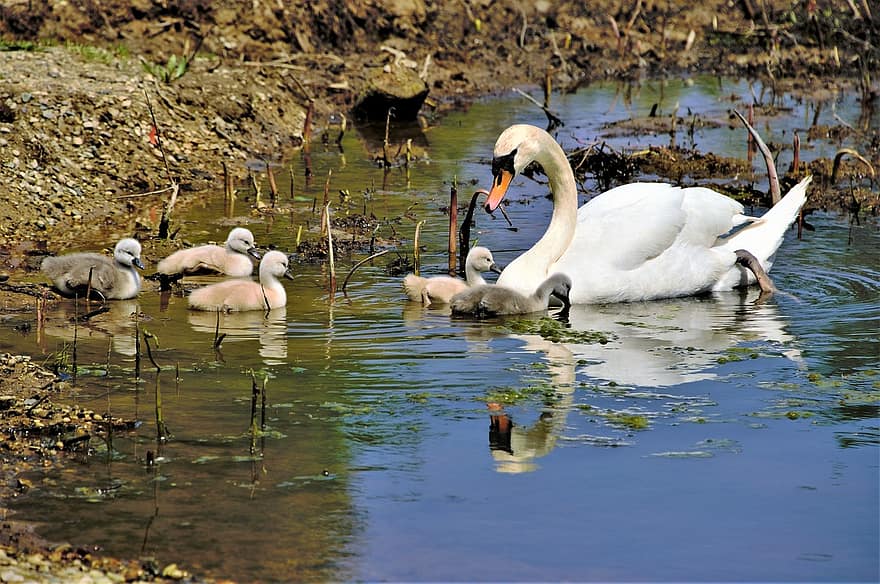 Swans, Cygnets, Birds, Animals, Mother Swan, Baby Swans, Swan Family, Nurturing, Waterfowls, Water Birds, Aquatic Birds