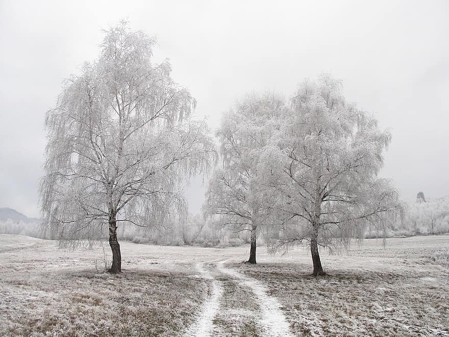 musim dingin, jalan, pohon, putih, Es, sangat dingin, di luar rumah, dingin