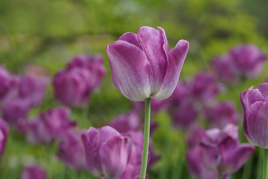 tulipany, fioletowy, wiosna, kwiat, Natura