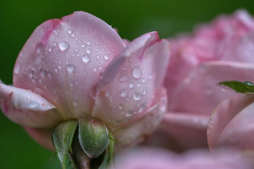 ruusu-, kukka, kukinta, sadepisara, vesi, märkä, nappimaisten, sade, sää