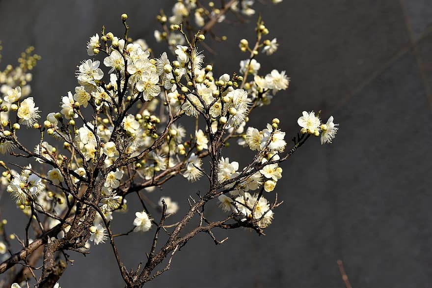 Plum Blossom, Flowers, Spring, Buds, Branches, Bloom, Blossom, Tree, Plant