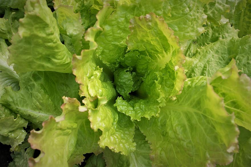 isbergsalat, salat, grønn, grønnsak, vår, hage, hagearbeid, planting, voksende, hode, blad