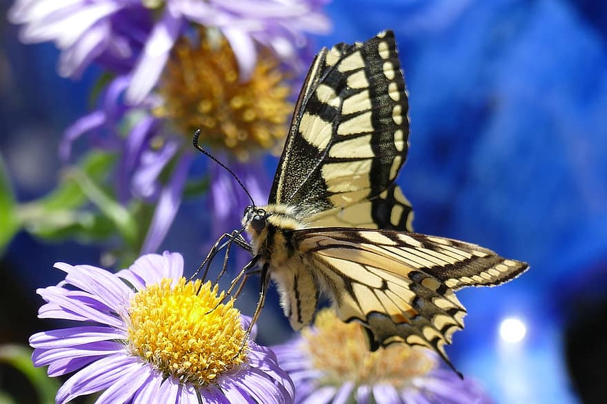 perhonen, kukat, siivet, perhonen siivet, siivekäs hyönteinen, perhoset, hyönteinen, hyönteistiede, pölyttää, pölytys, kukinta