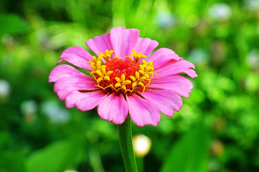 Zinnia, Flowers, Pink, Plants, Garden, Summer, Nature, Beauty, Closeup, The Petals