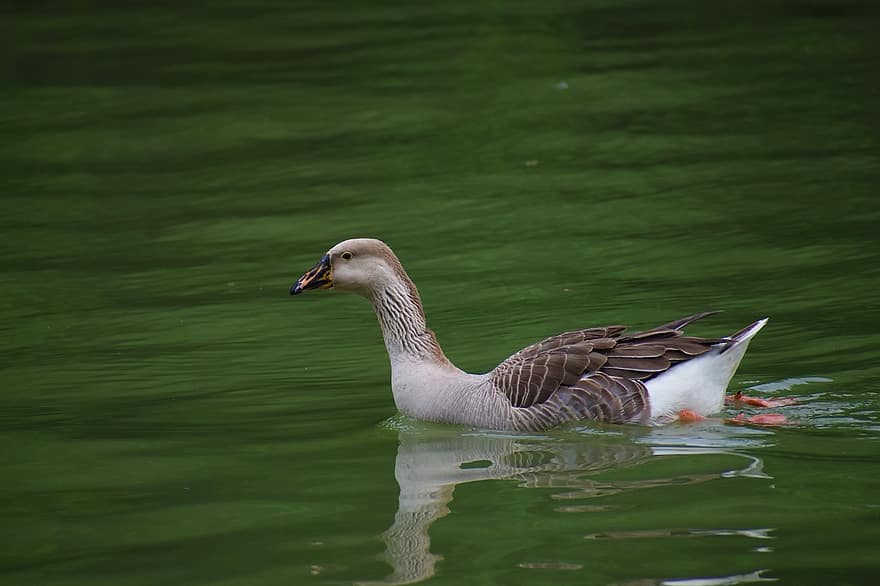 Bird, Duck, Swimming, Lake, Nature, Forest, Calm Water, beak, feather, pond, water bird