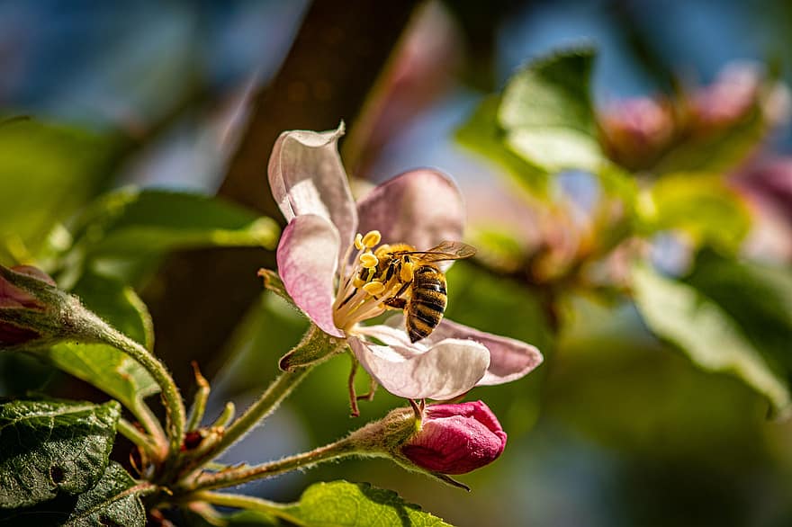 ābolu zieds, zieds, bite, kukaiņi, medus bite, nektārs, apputeksnēšana, pavasarī, pumpuru, rozā zieds, Ābele