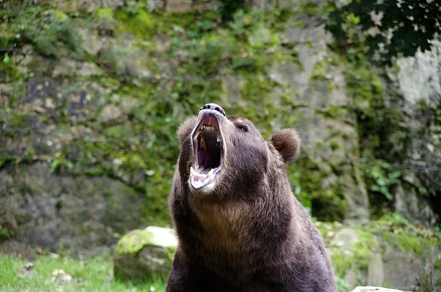 бурый медведь, нести, животное, всеядное существо, хищник, опасно, млекопитающее, природа, живая природа