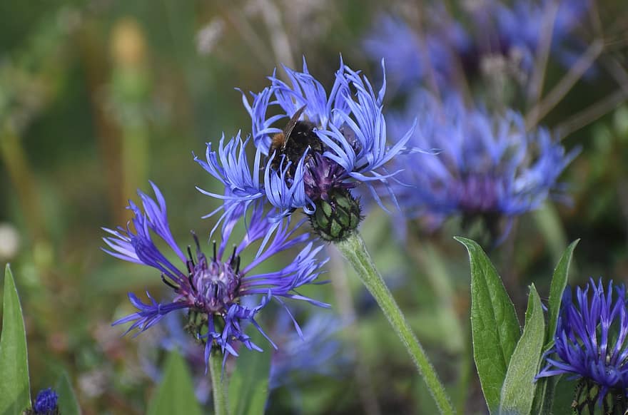 Cornflowers, Blue, Insect, Garden, Nature
