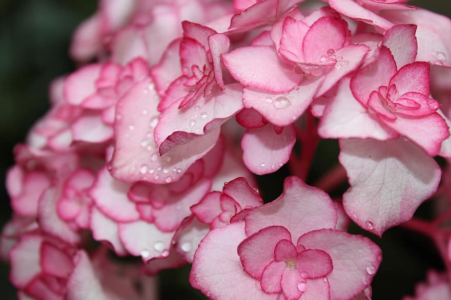 hortensie, flori, rouă, picături de rouă, roz flori, petale, roz petale, a inflori, inflori, floră, plantă