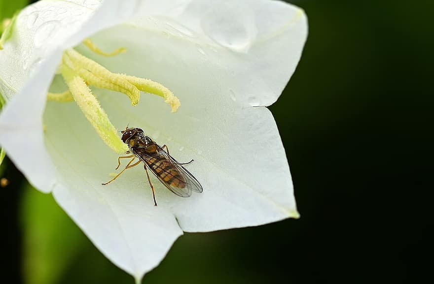 Blossom, Bloom, White, Hoverfly, Summer, Nature, Garden, Petals, Close Up