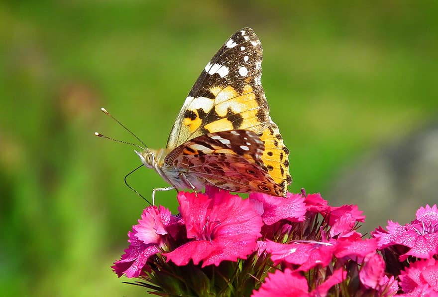 borboleta, inseto, flores, gożdziki, pedra, florescente, natureza, animais, colorida, asas, Primavera