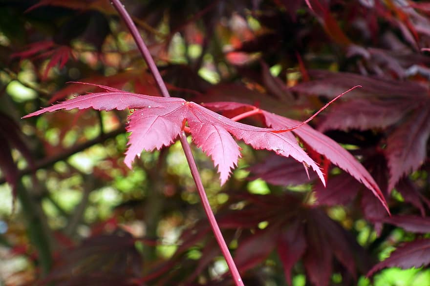 bordo japonês, sai, ramo, bordo, folhas vermelhas, folhagem, árvore, plantar, natureza