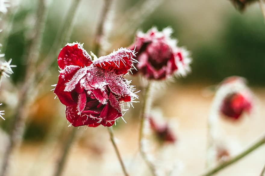 цвете, роза, зима, сезон, разцвет, цвят, замръзнал, кристал