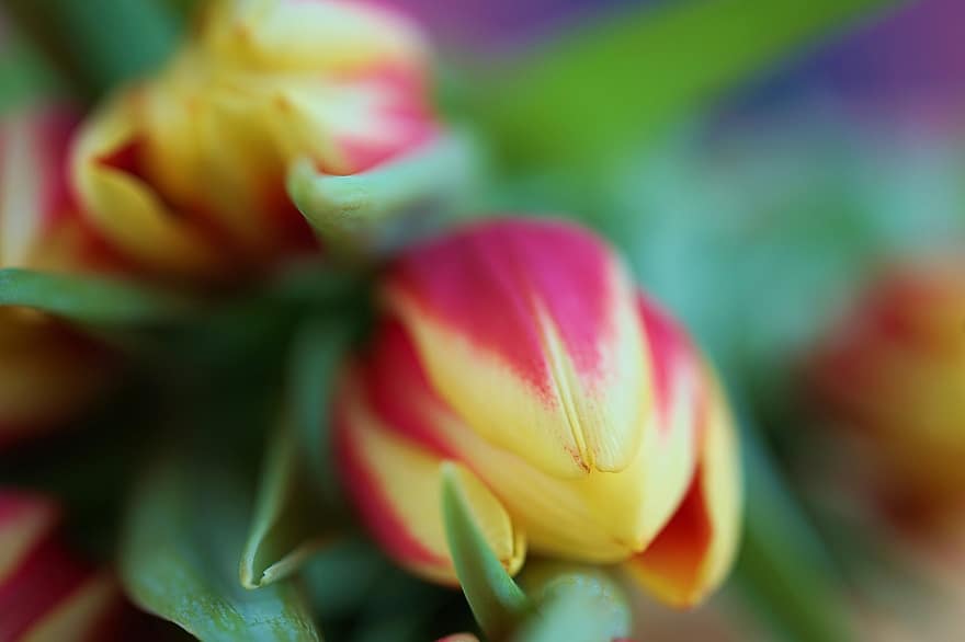 tulipan, blomst, knop, forår, blomstre, flora, plante, have, natur, buket, forårsbloem