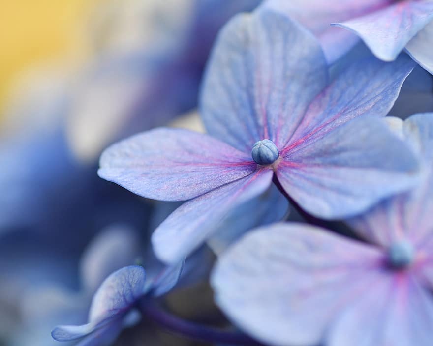 Hydrangeas, Flowers, Blue, Petals, Blue Flowers, Blue Petals, Bloom, Blossom, Flora, Floriculture, Horticulture