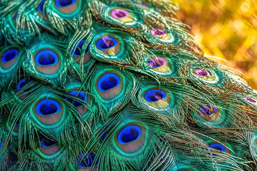 pavo real, plumas de pavo real, pluma, naturaleza, brillante, aves de corral, pájaro, plumaje, vistoso, verde, azul