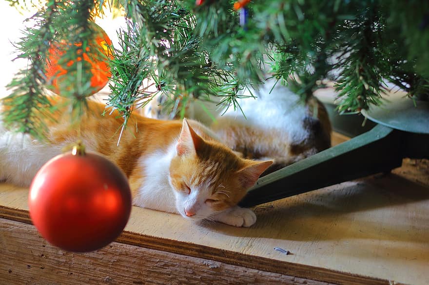 kot, zwierzę domowe, zwierzę, drzewko świąteczne, Boże Narodzenie, bombka, bombka świąteczna, świąteczna ozdoba, cacko, krajowy, koci